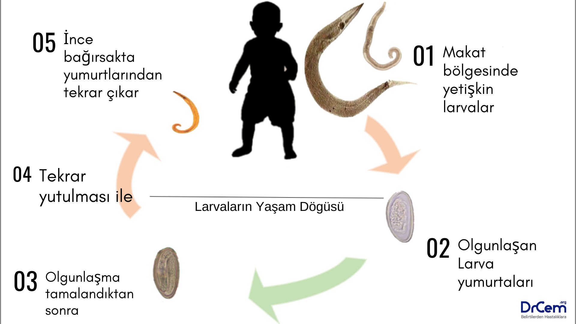Enterobiasis görseli - DrCem hastalık rehberi